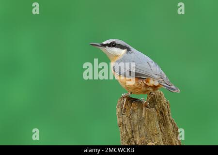 Eurasischer Nacktschnecken (Sitta europaea), sitzend auf Totholz, Nordrhein-Westfalen, Deutschland Stockfoto