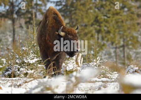 Bison, europäischer Bison (Bison bonasus), im Winter auf einer verschneiten Lichtung, Rothaarsteig, Rothaargebirge, Nordrhein-Westfalen, Deutschland Stockfoto