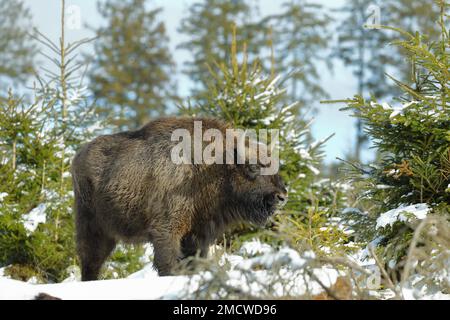 Bison, europäischer Bison (Bison bonasus), im Winter in einem schneebedeckten Fichtenwald, Rothaarsteig, Rothaargebirge, Nordrhein-Westfalen Stockfoto