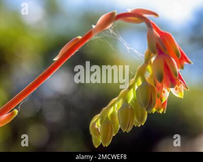 Makrofotografie einiger echeveria-Knospen, die in einem Garten in der Nähe der Kolonialstadt Villa de Leyva im Zentrum Kolumbiens aufgenommen wurden. Stockfoto