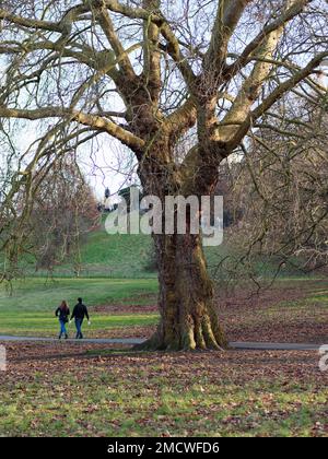 Ein Paar, das im Winter an einem großen Baum im Greenwich Park vorbeiläuft, London, England Stockfoto