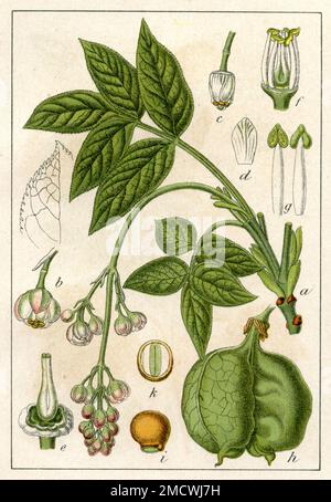 European Bladdernut Staphylea pinnata, (Botanisches Buch, 1902), Pimpernuss Stockfoto