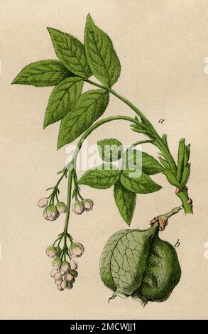 European Bladdernut Staphylea pinnata, (Botanisches Buch, 1879), Pimpernuss Stockfoto