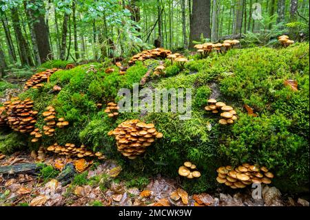 Pilze (Pilze), Fruchtkörper, die auf einem toten Baumstamm wachsen, der mit Moos überwuchert ist, Bayerischer Wald Nationalpark, Bayern, Deutschland Stockfoto