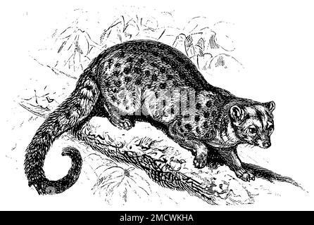 Asian Palm civet, Paradoxurus hermaphroditus, C. G. Specht (XA) (encyclopedia, 1893), Fleckenmusang, Civette palmiste Stockfoto