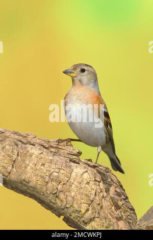 Brambling (Fringilla montifringilla), weiblich auf einer Baumwurzel, Siegerland, Nordrhein-Westfalen, Deutschland Stockfoto