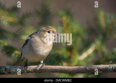 Gemeine Schaffinch (Fringilla coelebs) weiblich auf einem Ast, Baden-Württemberg, Deutschland Stockfoto