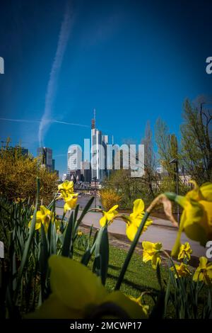 Skyline mit Brücke und gelber Blütendaffel im Vordergrund, Frankfurt, Hessen, Deutschland Stockfoto