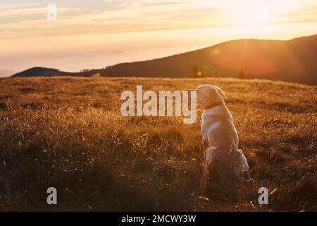 Ein Hund, der auf einer Wiese gegen die Berge sitzt. Labrador Retriever auf dem Hügel bei Sonnenuntergang. Stockfoto