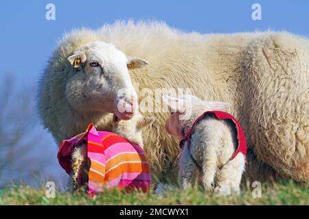 Schafe mit Lämmern auf der Weide, die Kälteschutz tragen, Elblesbe, Damnatz, Wendland, Niedersachsen Stockfoto