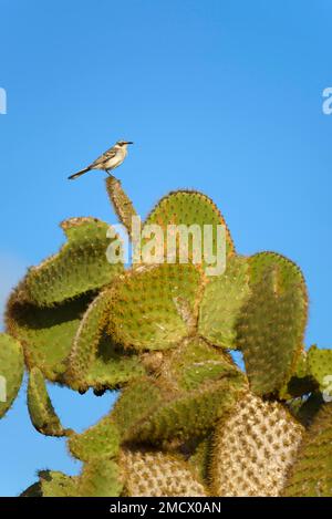 Galapagos-Spottvogel (Mimus parvulus), der auf Kaktuspflanze (Cactaceae) sitzt, Insel Santa Cruz, Galapagos, Ecuador Stockfoto