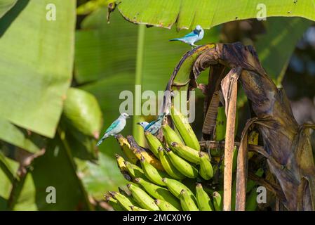 Blauer Tanager (Tangara episcopus) auf Bananenbaum (Musa), Provinz Pichincha, Ecuador Stockfoto