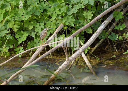 Streifenreiher (Butorides striata) auf Ast, Marsch La Segua, Provinz Manabi, Ecuador Stockfoto