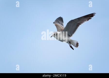 Gull-Billed-Seezunge (Gelochelidon nilotica) im Flug, Provinz Manabi, Ecuador Stockfoto