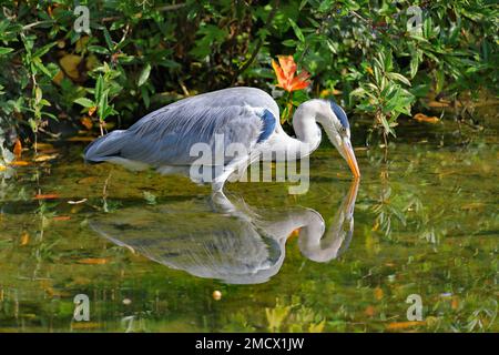 Graureiher (Ardea cinerea). Im Wasser reflektiert, auf der Suche nach Beute Stockfoto