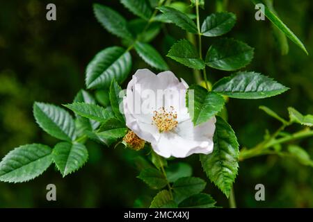 Blüte, 1000 Jahre alter Rosenbusch, Mariendom, Domhof, Hildesheim, Niedersachsen, Deutschland Stockfoto