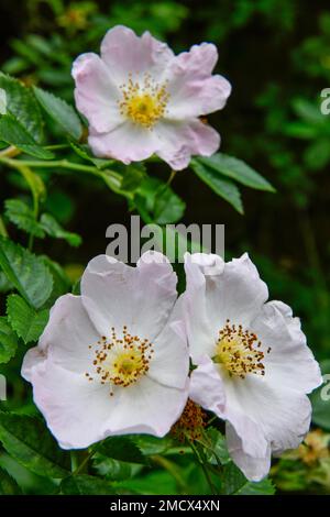 Blüte, 1000 Jahre alter Rosenbusch, Mariendom, Domhof, Hildesheim, Niedersachsen, Deutschland Stockfoto