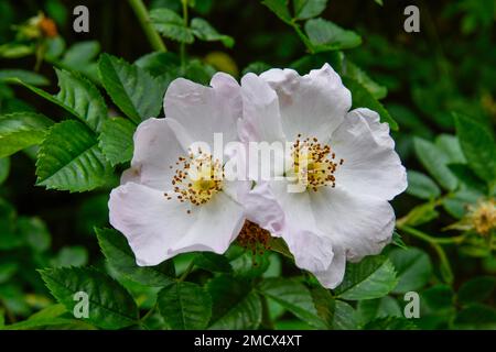 Blüte, 1000 Jahre alter Rosenbusch, Mariendom, Domhof, Hildesheim, Niedersachsen, Deutschland Stockfoto