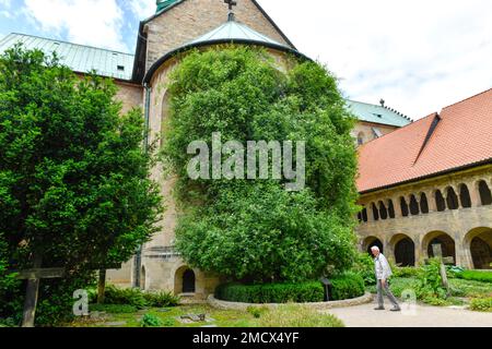 1000-jährige Rosenbusch, Mariendom, Domhof, Hildesheim, Niedersachsen, Deutschland Stockfoto