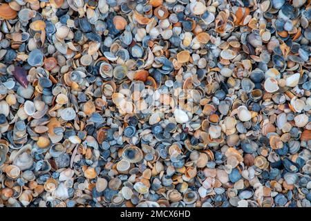 Nahaufnahme eines Muschelteppichs am Strand, Muscheln am Boden Stockfoto