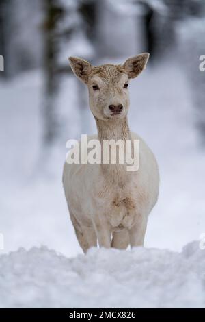 Damhirsch (Dama dama), weiblich im Winter im Wald, mit geschlossenem Schneebezug, Vulkaneifel, Rheinland-Pfalz, Deutschland Stockfoto