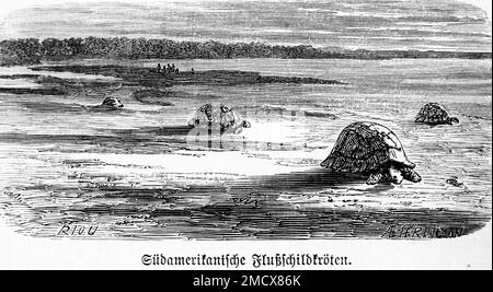 Flussschildkröte, Schlammschildkröte, Flussufer, kriechen, Eierlegen, Sand, Wald, historische Illustration 1885 Stockfoto