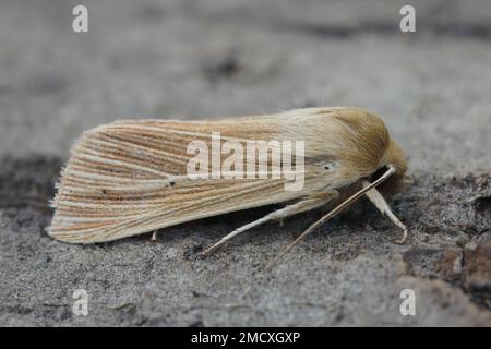 Detaillierte Nahaufnahme der blassbraunen gemeinen Wollmotte Mythimna pallt auf einem Holzstück im Garten Stockfoto