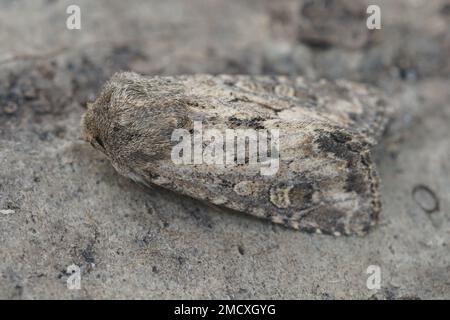 Detaillierte Nahaufnahme der stubenförmigen, rustikalen Eulenmotte Luperina testacea, die auf Holz sitzt Stockfoto
