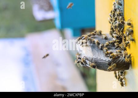 Aus Bienenstock entrancebees kriechen. Honey-bee colony Wachen der Bienenkorb von plünderungen Honigtau. Die Bienen Rückkehr in den Bienenstock nach der Tracht. Bee-g Stockfoto