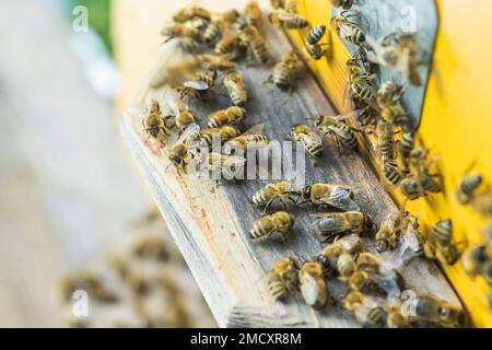 Aus Bienenstock entrancebees kriechen. Honey-bee colony Wachen der Bienenkorb von plünderungen Honigtau. Die Bienen Rückkehr in den Bienenstock nach der Tracht. Bee-g Stockfoto