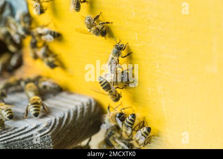 Aus Bienenstock entrancebees kriechen. Honey-bee colony Wachen der Bienenkorb von plünderungen Honigtau. Die Bienen Rückkehr in den Bienenstock nach der Tracht. Bee-g Stockfoto