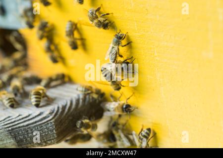 Aus Bienenstock entrancebees kriechen. Honey-bee colony Wachen der Bienenkorb von plünderungen Honigtau. Die Bienen Rückkehr in den Bienenstock nach der Tracht. Bee-g Stockfoto