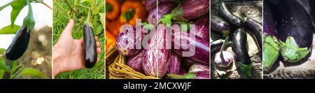 Aubergine, Bannerhintergrund, Collage. Gesundes und biologisches Lebensmittelkonzept. Panoramafoto. Stockfoto