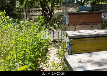 Aus Bienenstock entrancebees kriechen. Honey-bee colony Wachen der Bienenkorb von plünderungen Honigtau. Die Bienen Rückkehr in den Bienenstock nach der Tracht. Bee-g Stockfoto