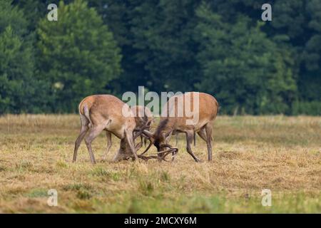 Zwei rote Hirsche, die sich während der Wetzsaison prügeln Stockfoto