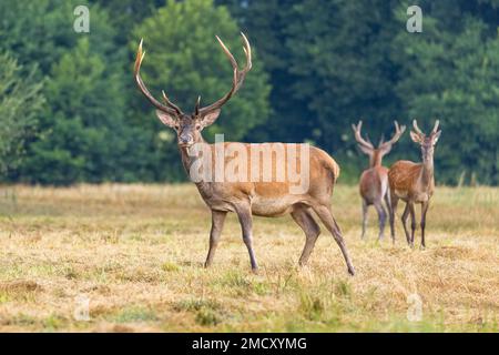 Herde von Rotwild (Cervus elaphus), die im Herbst auf der Wiese weiden. Stockfoto