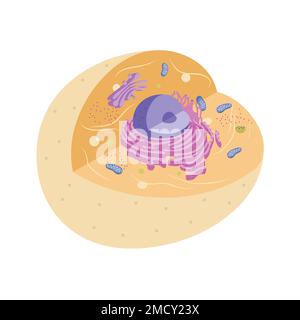 Darstellung tierischer Zellen mit Organellen Stockfoto