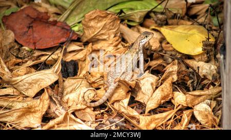 Eine Nahaufnahme einer nördlichen Kreideechse im Herbstwald Stockfoto