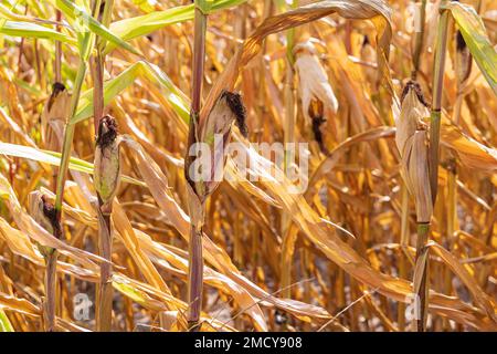 Verwelktes Maisfeld als Folge des Klimawandels in den Niederlanden Stockfoto