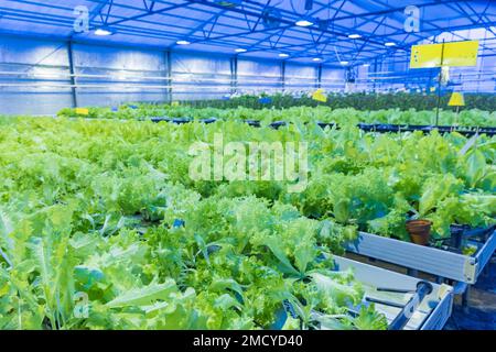 Glashaus, in dem verschiedene Arten von Salat mit blauem LED-Licht im Winter angebaut werden, das das Wachstum wie natürliches Licht anregt. Stockfoto