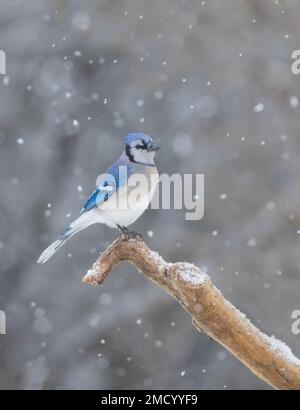 Blue Jay (Cyanocitta cristata), hoch oben auf einem Ast im herabfallenden Schnee in Kanada. Stockfoto