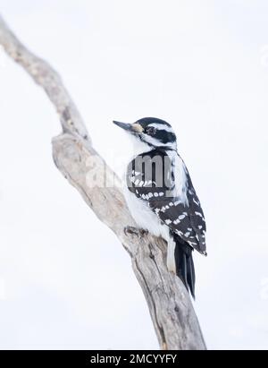 Weiblicher Hairy-Specht isoliert vor weißem Hintergrund hoch oben auf einem Ast im Winter in Ottawa, Kanada Stockfoto