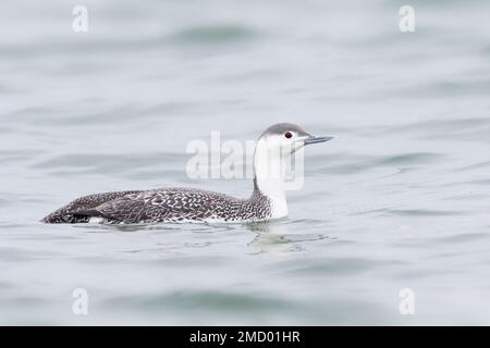 Red-throated Eistaucher (Gavia stellata) Schwimmen bei Barnegat Jetty, New Jersey Stockfoto