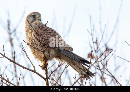 Kestrele (Falco tinnunculus), weiblich am Ast, Niederlande Stockfoto