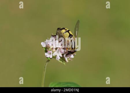 Sonnenfliege, Lemon Marsh Fly, Helophilus trivittatus, Familienschweben (Syrphidae). Uber Blüten von Origanum, Familie Lamiaceae. Holländischer Garten, Juli Stockfoto