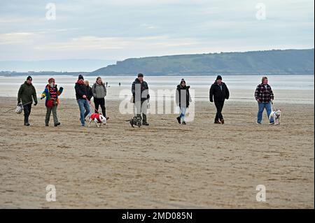 Weston Super Mare, Großbritannien. 22. Januar 2023. An einem kalten und trockenen Nachmittag spaziert eine große Gruppe von Hundegängern am Sandstrand des Weston Super Mare North Somerset. Bildgutschrift Robert Timoney/Alamy Live News Stockfoto