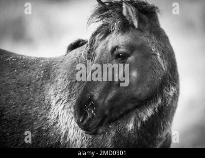 Ein sehr kaltes Konik-Pony auf Wicken Fen in Cambridgeshire, Januar 2023 Stockfoto