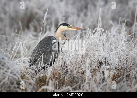 A Heron on a very cold Wicken Fen in Cambridgeshire, Großbritannien, Januar 2023 Stockfoto