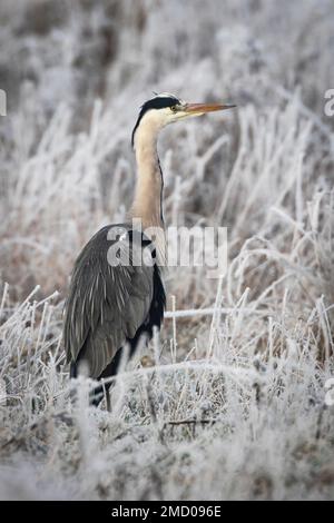 A Heron on a very cold Wicken Fen in Cambridgeshire, Großbritannien, Januar 2023 Stockfoto