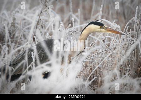 A Heron on a very cold Wicken Fen in Cambridgeshire, Großbritannien, Januar 2023 Stockfoto